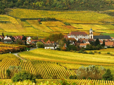 Wine Trivia! (& Tasting)